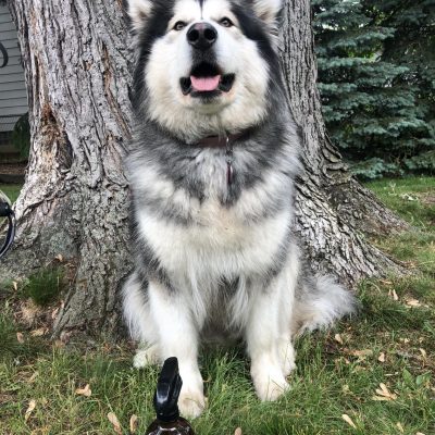 Dog standing next to spray bottle with natural essential oils for flea and tick prevention.