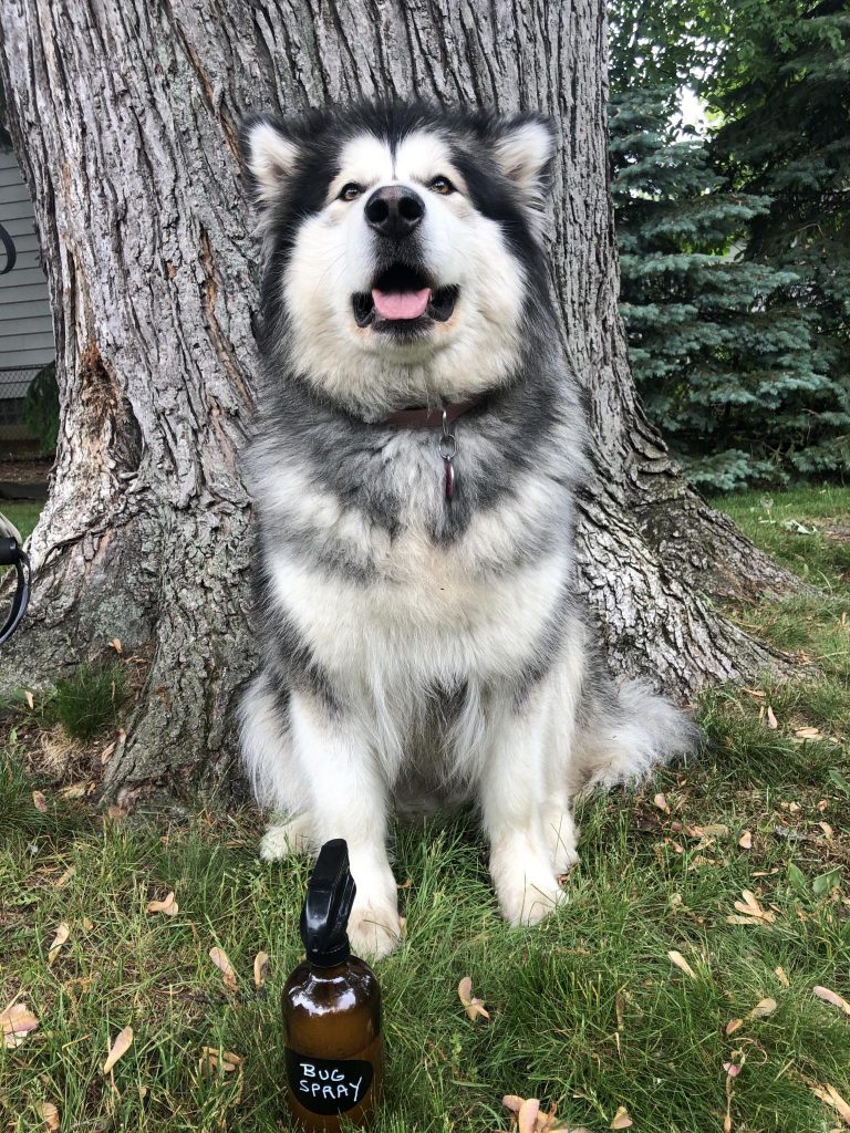 Dog standing next to spray bottle with natural essential oils for flea and tick prevention.