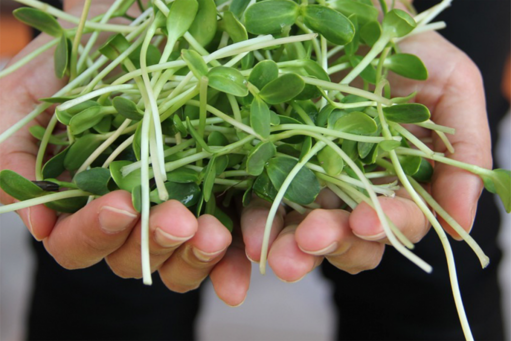 Woman holding a handful of beautiful green sprouts.