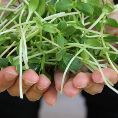 Woman holding a handful of beautiful green sprouts.