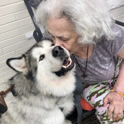 Older woman with gray hair kissing a big happy dog.